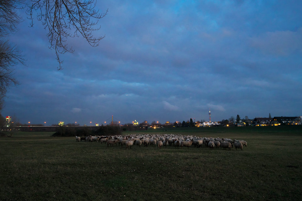 Duesseldorf loerick flut andreasjell 320